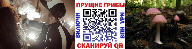 мега   как найти закладки  Камышин  Галлюциногенные грибы Magic Shrooms 